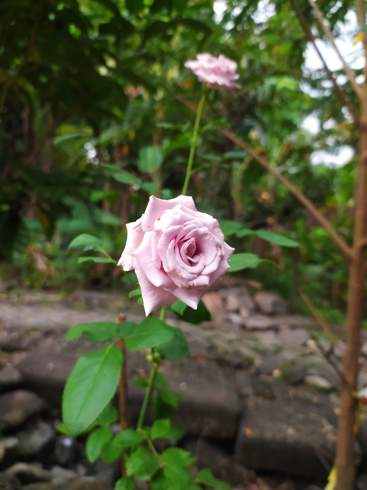 Baju Batik Pria Jumbo Big Size Kemeja Batik M L Xl Xxl 3xl 4xl 5xl 6xl 7xl 9xl 10xl Super Jumbo