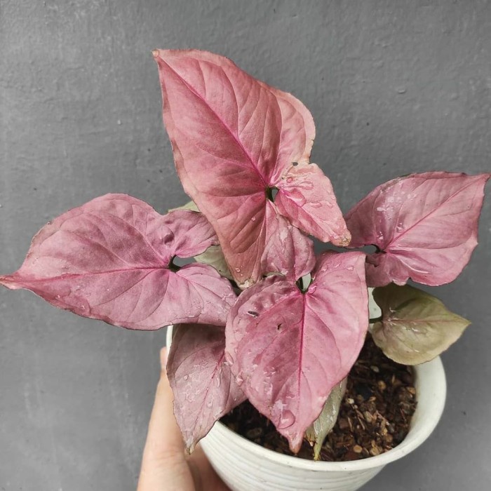 TANAMAN HIAS SYNGONIUM MURAH TANAMAN SYNGONIUM PINK TANAMAN BUNGA MURAH