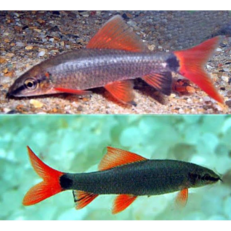 

Redfinshark