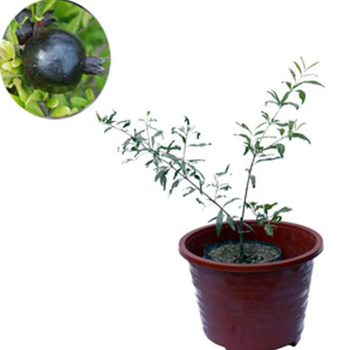 Asli Bibit Pohon Buah Delima Hitam / Black Pomegranate