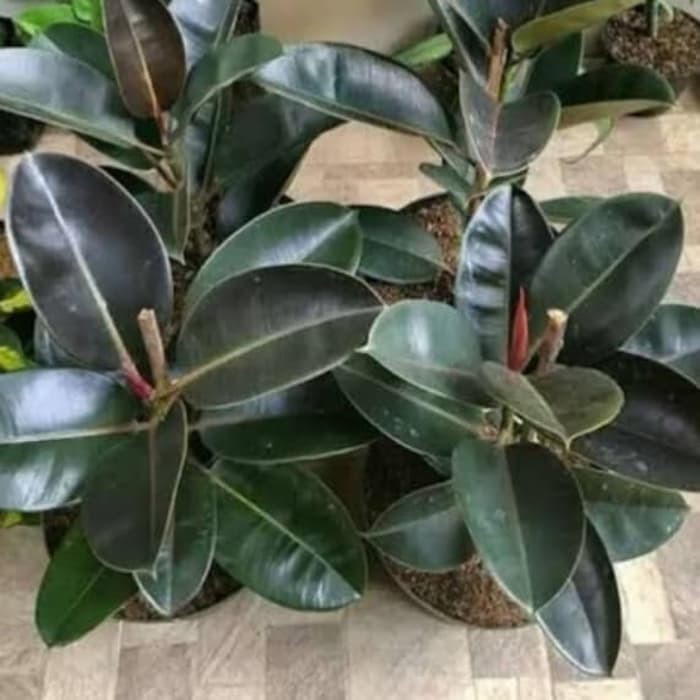 tanaman hias karet kebo ungu pot