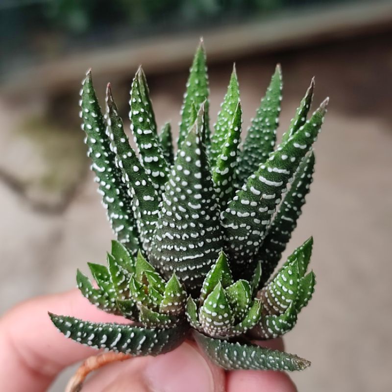 Haworthia zebra attenuata radula