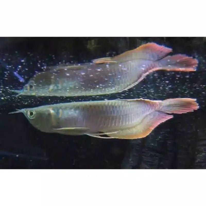 Ikan Arwana Silver