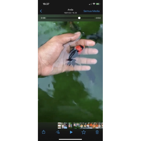 ikan mas koki oranda tancho 1 ekor