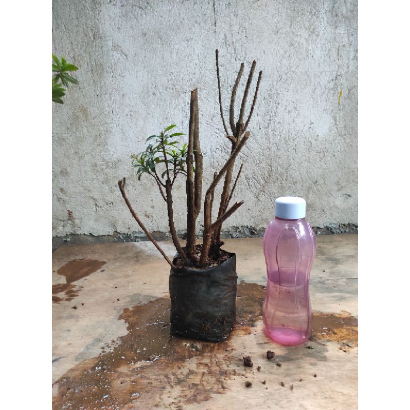 bahan bonsai asoka merah daun mikro 6