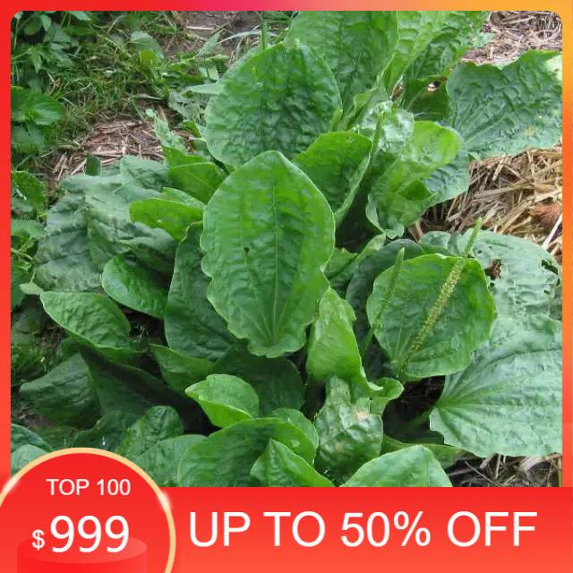 

Ready stock Daun kiurat/ daun sendok organik 100gram siap petik