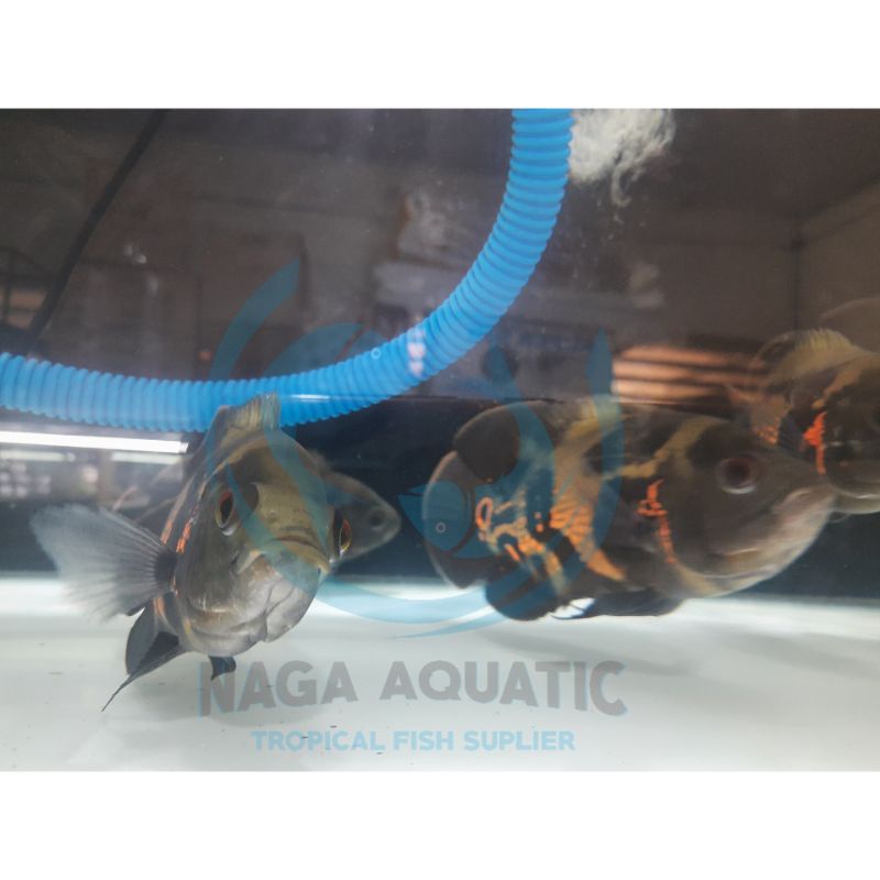 Ikan Oscar Tiger  20cm