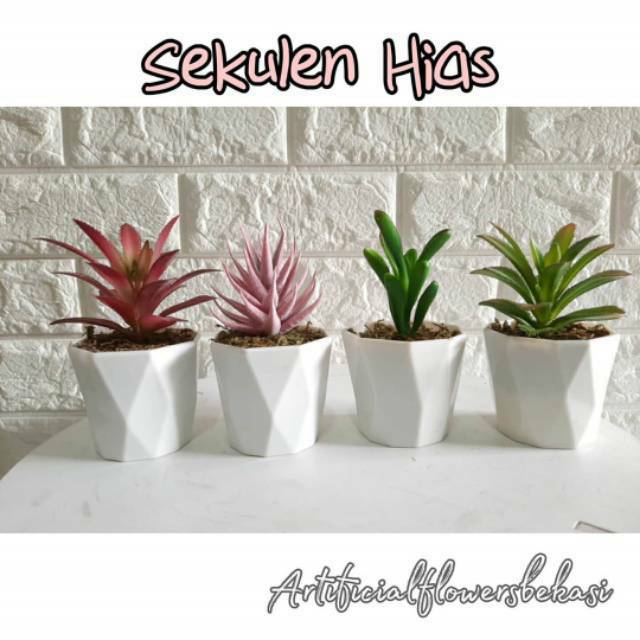 KAKTUS PER KAKTUSAN kaktus koboy kaktus hias  kaktus artificial