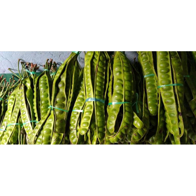 

pete tua super sortiran harga termurah(10lonjor 150000)