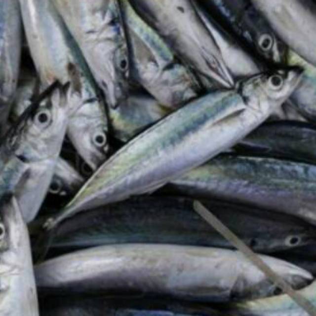 

Ikan dencis