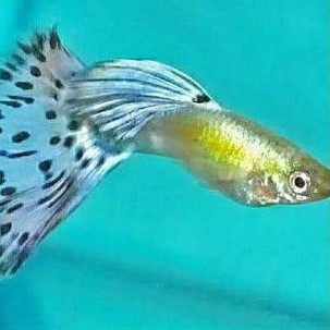

ikan Guppy Platinum Blue mozaik sepasang