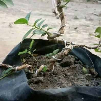 TERBARU BAHAN BONSAI SANCANG KAWATAN GERAK DASAR HIDUP