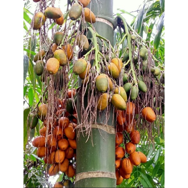 

Buah pinang tua 1 kg