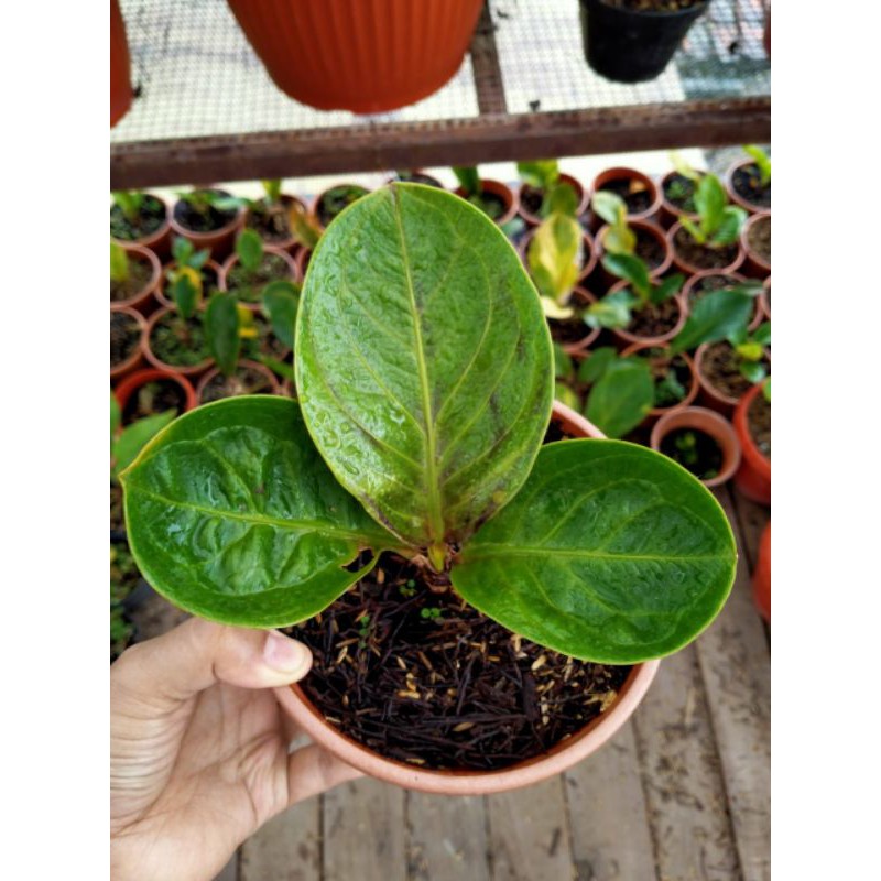 Jemani Mangkok tengkorak