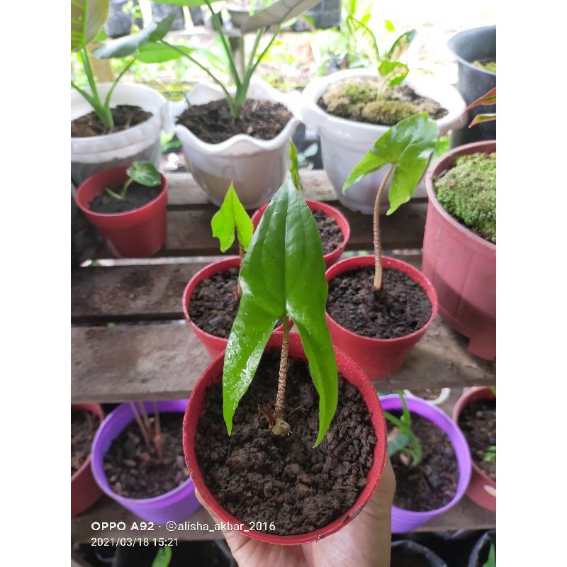 zebrina batang berduri ( anakan )