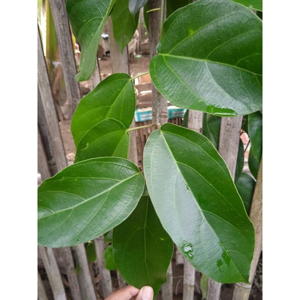 

DAUN CINCAU HIJAU fresh