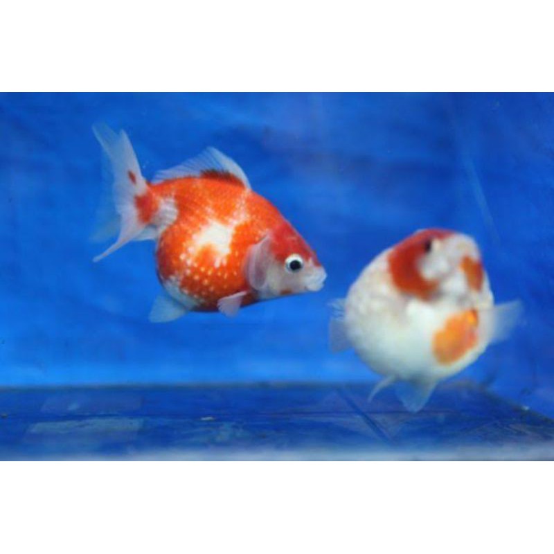 ikan hias koki mutiara