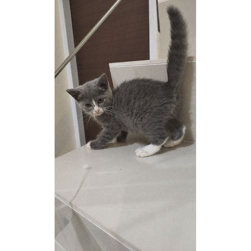 Kitten Persia  short hair Bicolor