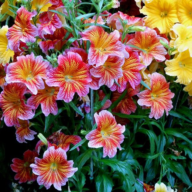 Benih Bibit Biji - Bunga Painted Tongue (Salpiglossis Sinuata Superbissima Mix) Flower Seeds - IMPORT