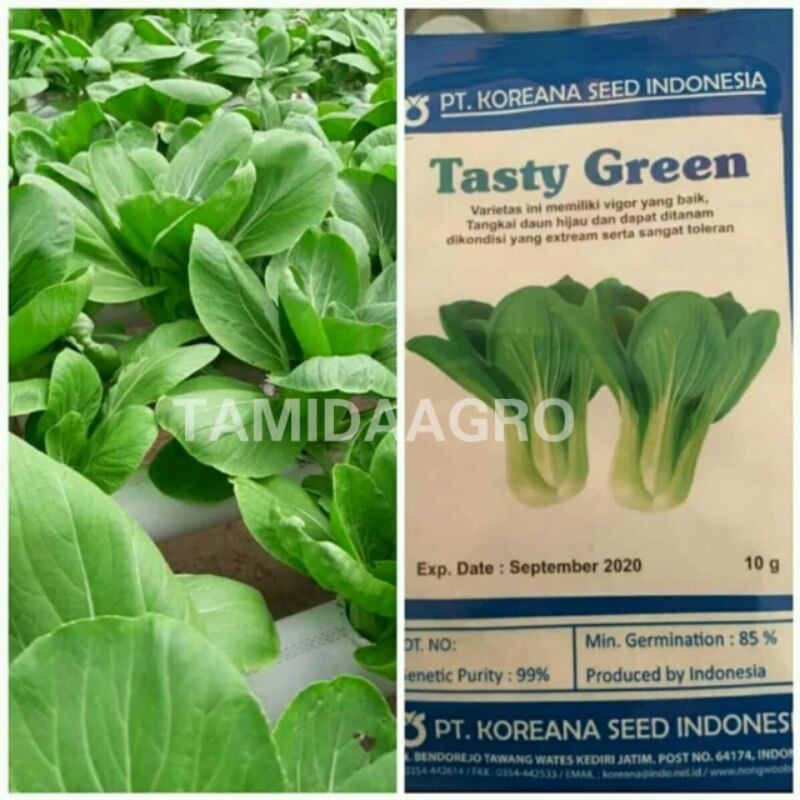 Benih Sawi TASTY GREEN Sawi Phokcoy Sawi Daging