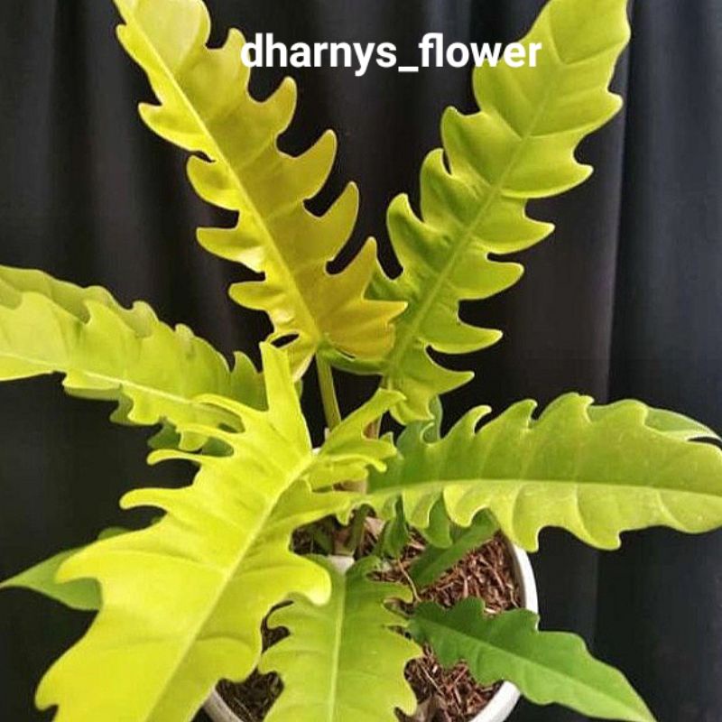 (BISA COD)TANAMAN HIAS BUNGA PHILO GERGAJI GOLD/GOLDEN SHAW