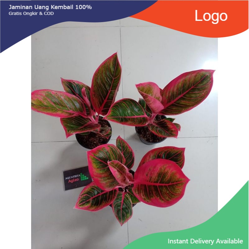 KHANZA ( Tanaman Hias Aglaonema / Aglonema )