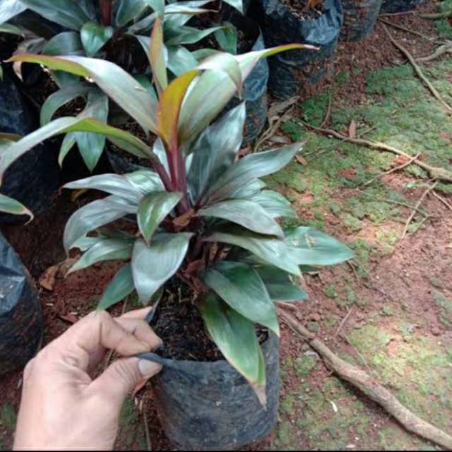 Tanaman hias hanjuang kemoceng