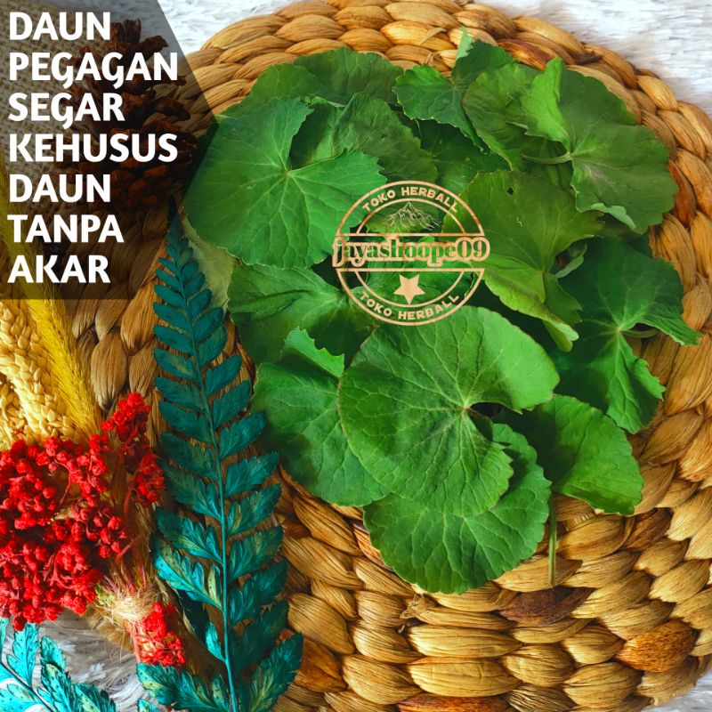 

( KEHUSUS DAUN ) Daun Pegagan Segar 100.GRAM Murni Daun Tanpa akar / Kehusus Daun Pegagan Segar / Tanaman Daun Pegagan