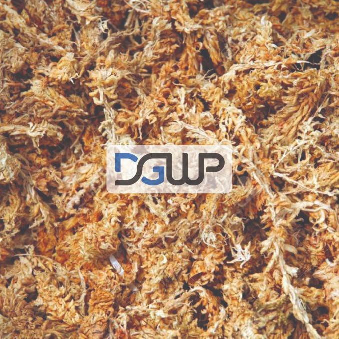 Termurah Sphagnum Moss Chile 5Kg Media Tanam Tanaman Bunga Anggrek Diansuzuyu
