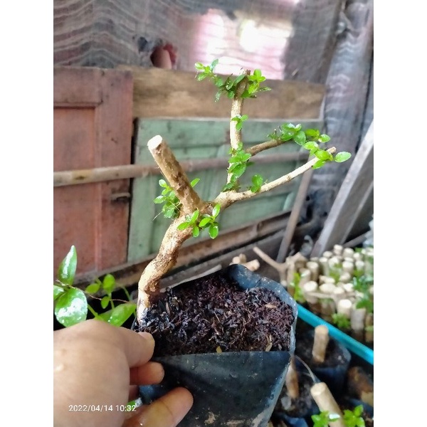 bahan bonsai dongkelan sancang 10