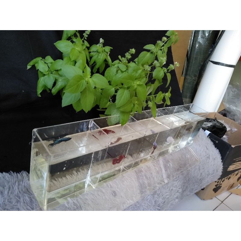 Aquarium cupang akrilik 5 kamar 50x6x12 cm bending tekuk plus tutup