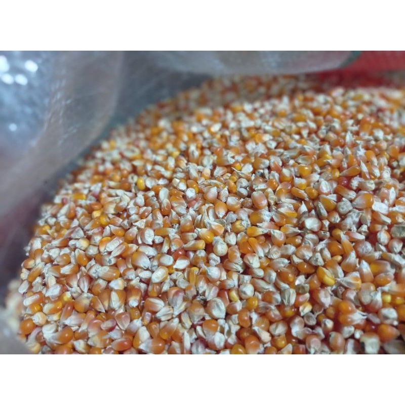 1 KG JAGUNG KRISTAL PROBOLINGGO PAKAN MERPATI