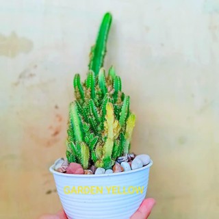 Bibit Benih Tanaman Hias Cereus Tetragenus Kaktus Hias Bibit Benih Tanaman Hias Cereus Tetragenus Kaktus Hias