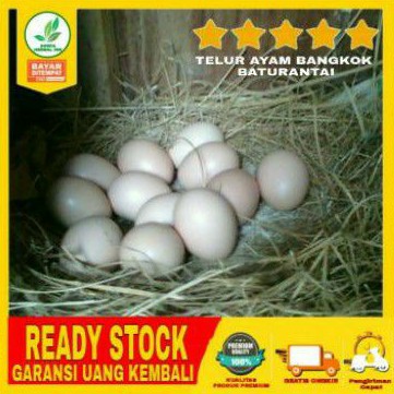 

Telur ayam bangkok asli - fertil