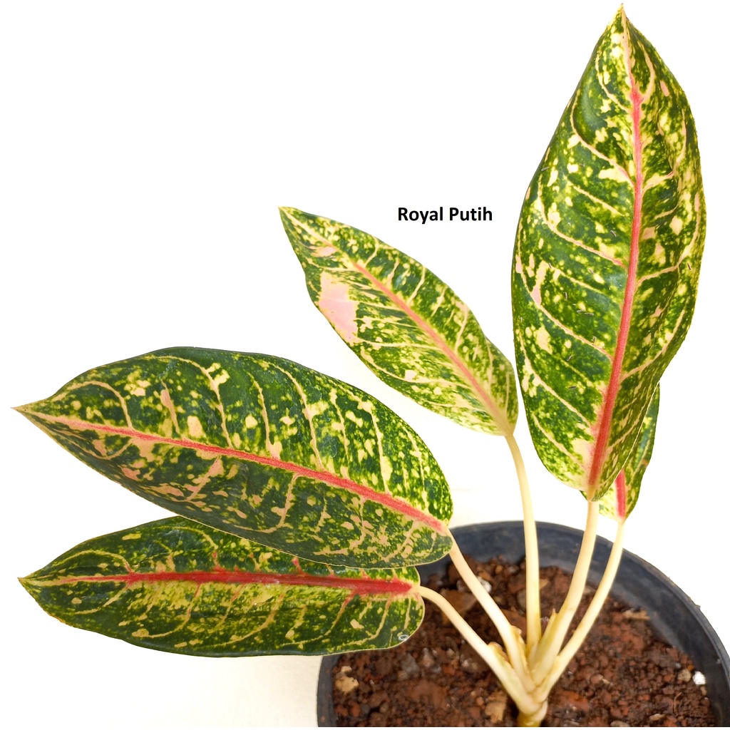 TANAMAN HIAS AGLONEMA DONACARMEN / DONA CARMEN STANG PENDEK