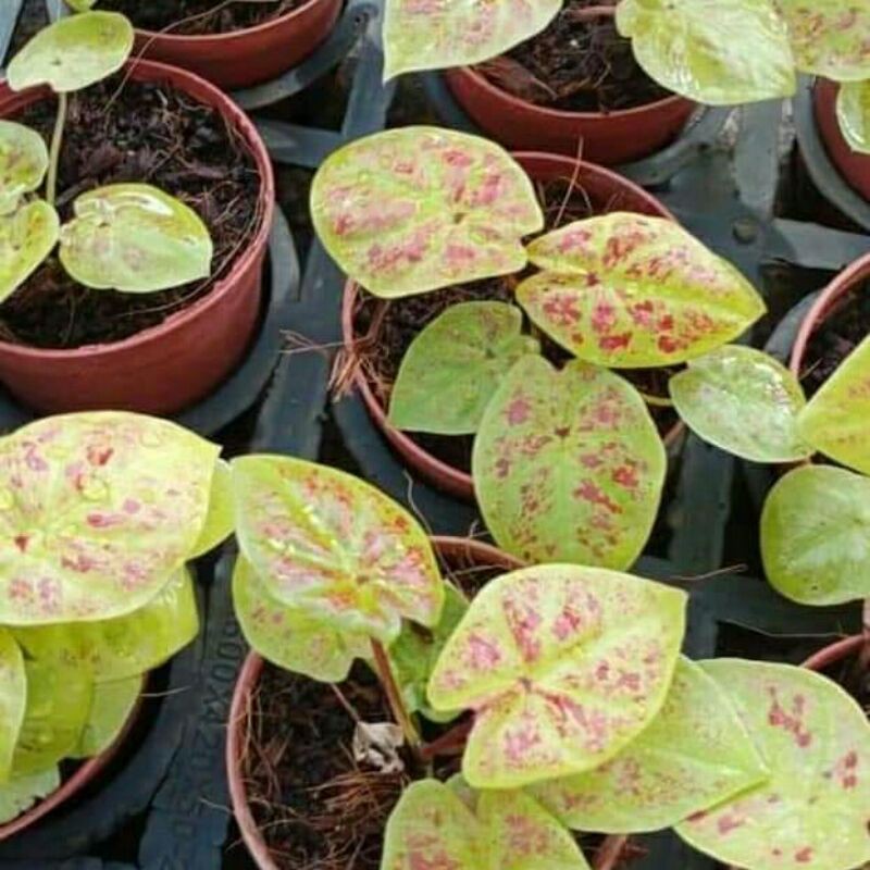 Termurah Caladium Hybrid Thailand "New Wave "