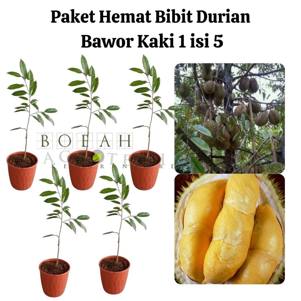 Paket Hemat Bibit Durian Bawor Kaki 1 Isi 5 Bonus Bibit Strawberry+Polibag