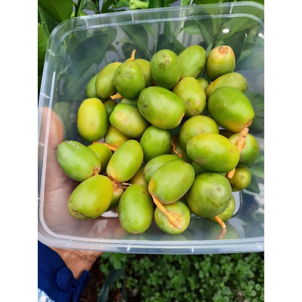 500GR KURMA MUDA HIJAU