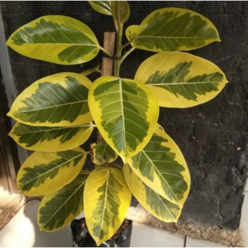 Pohon Karet Kebo Varigata Golden Tanaman Hias Pohon Karet Kebo Kuning