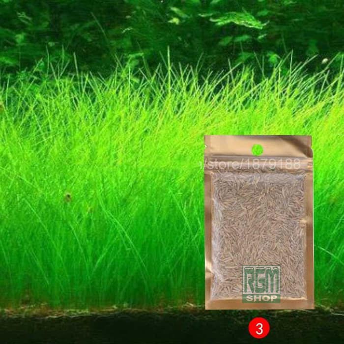 bibit benih tanaman air hair grass seed MINI aquascape aquarium murah