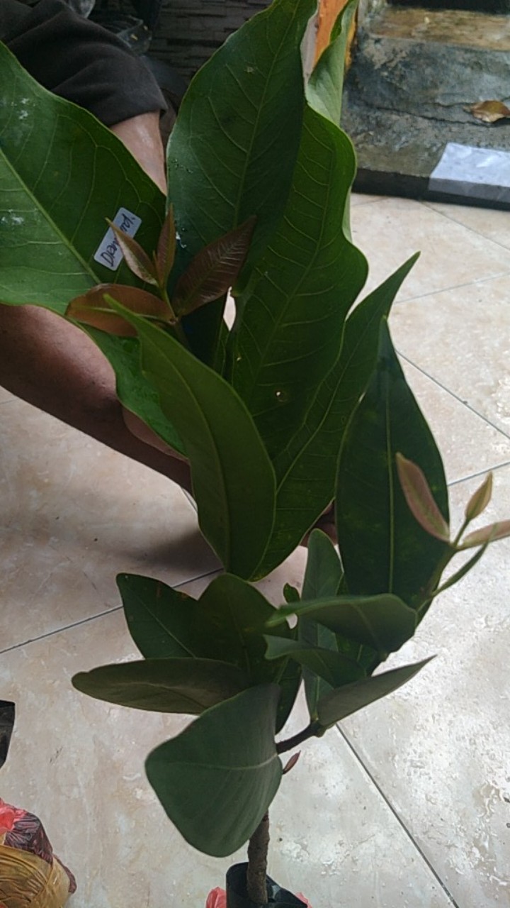 Jambu Air Black Kingkong Super