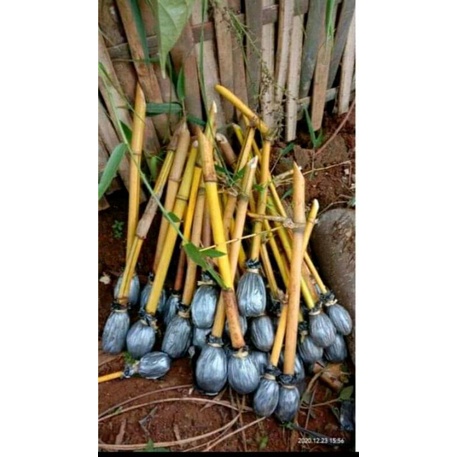 BIBIT BAMBU KUNING ASLI TANAMAN HIAS BAMBU KUNING