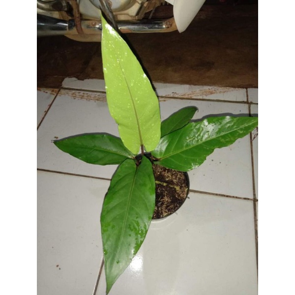 Tanaman Hias Anthurium Black Beauty - Antorium Black Beauty / Tanaman Anthurium