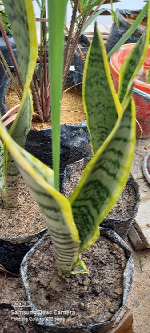 Tanaman Hias Lidah Mertua