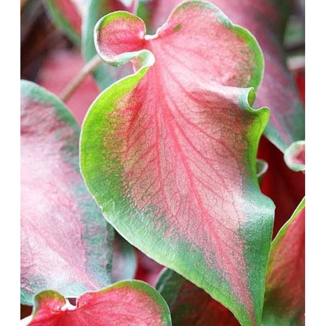 Caladium PINK LOVE Keladi Pink Bisa COD Tanaman Hias Murah