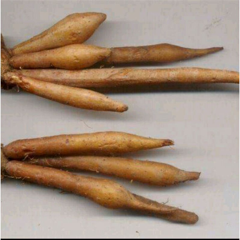 

Temu Kunci Segar 500gr