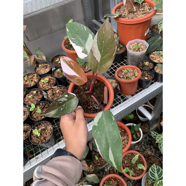 philodendron Anderson Varigata