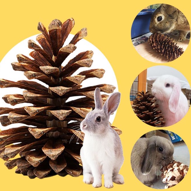 Biji pinus Pine Cone Mainan gigit hewan Hamster Kelinci Chew Pet Toy Bunga pinus Dekorasi pinecone