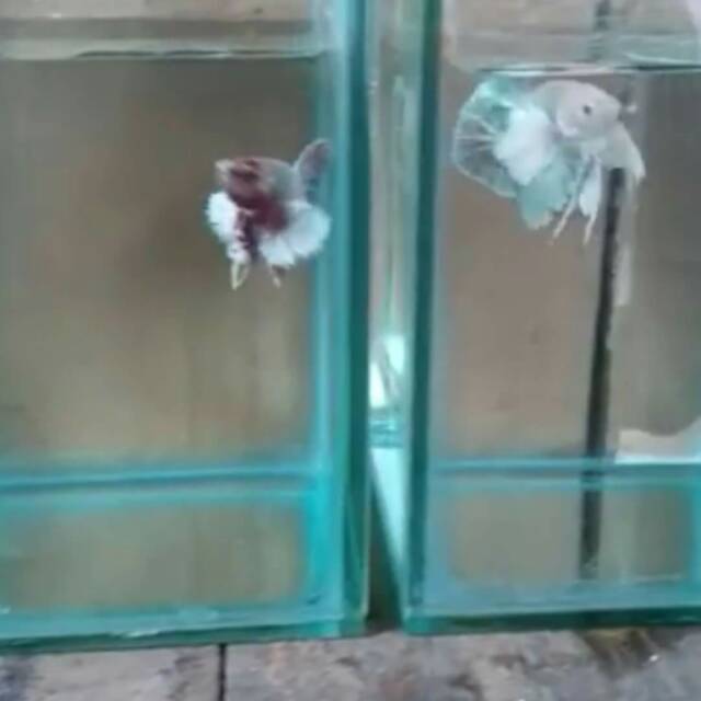 Ikan cupang plakat big ear