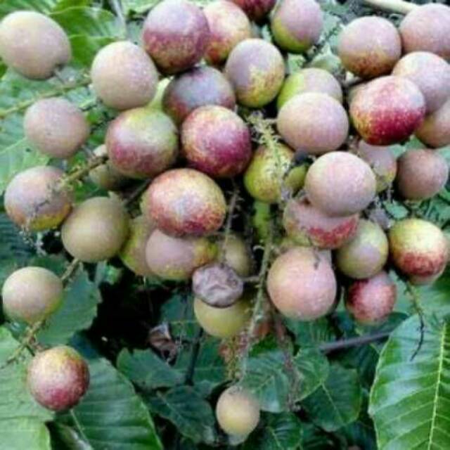 

Bibit tanaman Matoa